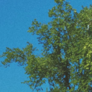 Meet your Posher, Tomera